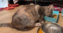 Found/Stray Female Cat last seen Bowers Avenue and Pearl Street by the Glass Doctor, Crestview, FL 32539