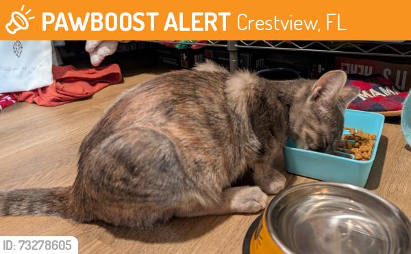 Found/Stray Female Cat last seen Bowers Avenue and Pearl Street by the Glass Doctor, Crestview, FL 32539