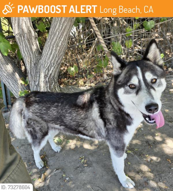Found/Stray Female Dog last seen Near Molino Ave, Long Beach, CA 90804, Long Beach, CA 90804