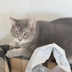 Reunited Female Cat last seen Bel Marin Keys Blvd, Novato, CA 94949