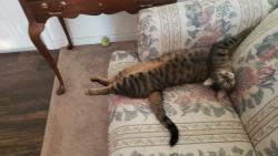 Lost Female Cat last seen Near baseball park off of upper Clark Road, Paradise, CA 95969