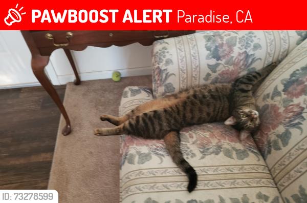 Lost Female Cat last seen Near baseball park off of upper Clark Road, Paradise, CA 95969