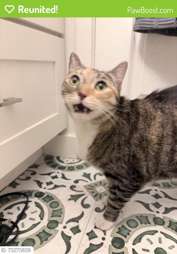 Reunited Unknown Cat last seen Mont Clair St, Los Angeles, CA 90018, USA, Los Angeles, CA 90018