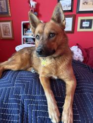 Lost Female Dog last seen Ingram Park Mall, San Antonio, TX 78238