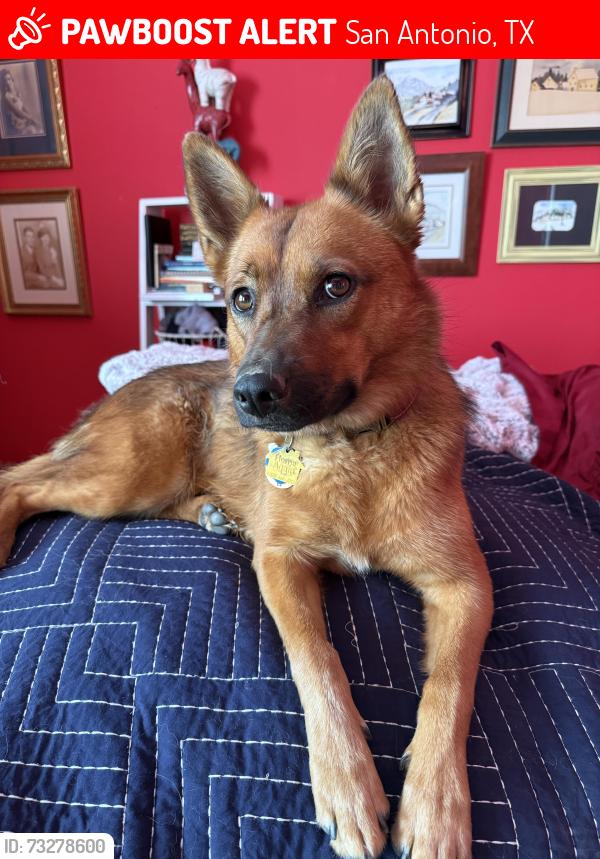 Lost Female Dog last seen Ingram Park Mall, San Antonio, TX 78238