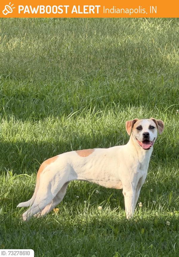 Found/Stray Unknown Dog last seen Riverside Adventure Park, 30th and Frank’s Paddle Sport, Indianapolis, IN 46222