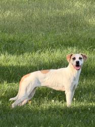 Found/Stray Unknown Dog last seen Riverside Adventure Park, 30th and Frank’s Paddle Sport, Indianapolis, IN 46222