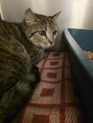 Shelter Stray Female Cat last seen Near BLOCK W 4100, 4522 W 3500 S, West Valley City, UT 84120, USA