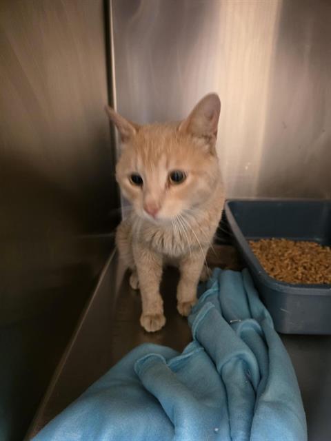 Shelter Stray Male Cat last seen Near BLOCK W 4300, 4522 W 3500 S, West Valley City, UT 84120, USA