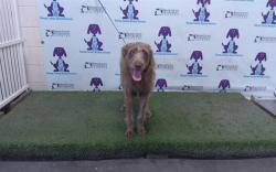 Shelter Stray Female Dog last seen , 2769 Conroy Rd, Orlando, FL 32839, USA