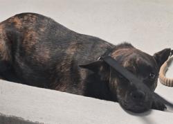 Shelter Stray Male Dog last seen RIVER BAKERSFIELD, 201 S Mt Vernon Ave, Bakersfield, CA 93307, USA