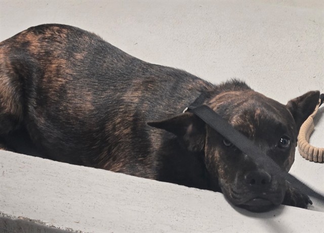 Shelter Stray Male Dog last seen RIVER BAKERSFIELD, 201 S Mt Vernon Ave, Bakersfield, CA 93307, USA