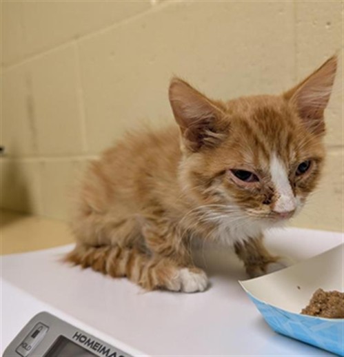Shelter Stray Male Cat last seen THELMA AVE & GREENLEA AVE, 2127 Front St, Sacramento, CA 95818, USA