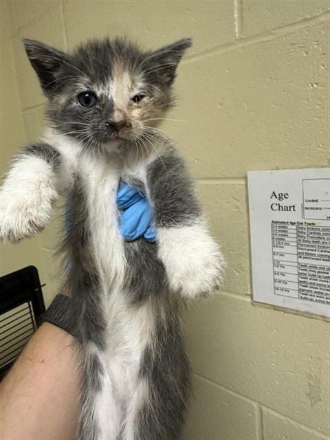 Shelter Stray Female Cat last seen WILKINSON ST & FRUITRIDGE RD, 2127 Front St, Sacramento, CA 95818, USA