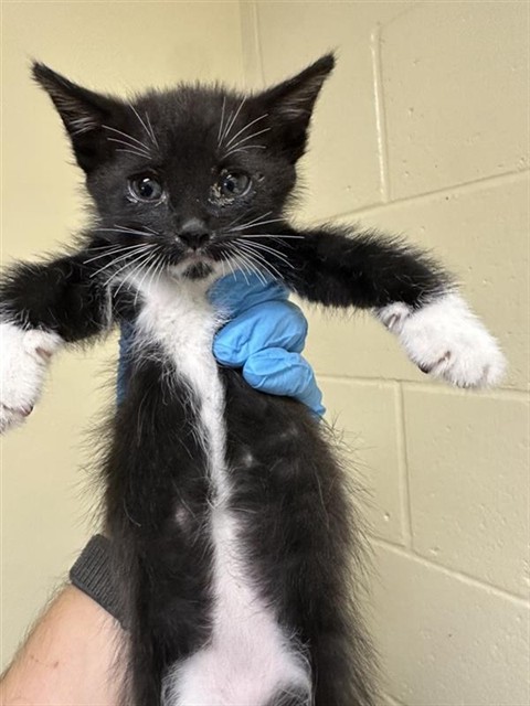 Shelter Stray Male Cat last seen WILKINSON ST & FRUITRIDGE RD, 2127 Front St, Sacramento, CA 95818, USA