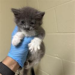 Shelter Stray Male Cat last seen WILKINSON ST & FRUITRIDGE RD, 2127 Front St, Sacramento, CA 95818, USA