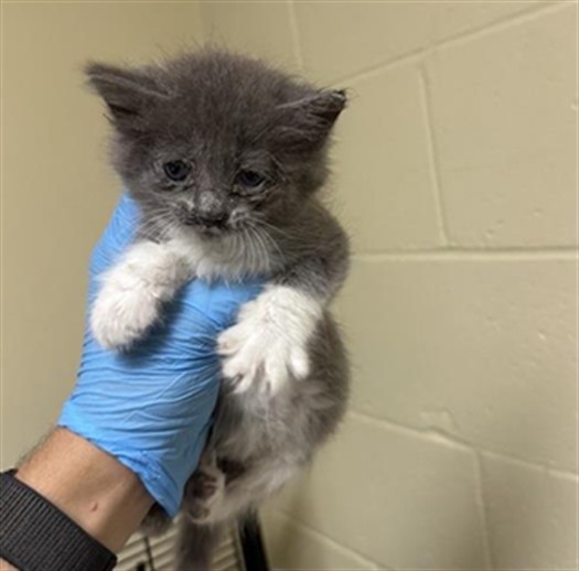 Shelter Stray Male Cat last seen WILKINSON ST & FRUITRIDGE RD, 2127 Front St, Sacramento, CA 95818, USA