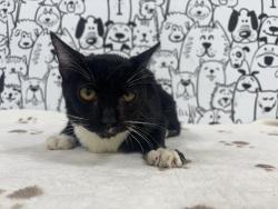 Shelter Stray Male Cat last seen , 957 N Gaffey St, San Pedro, CA 90731, USA