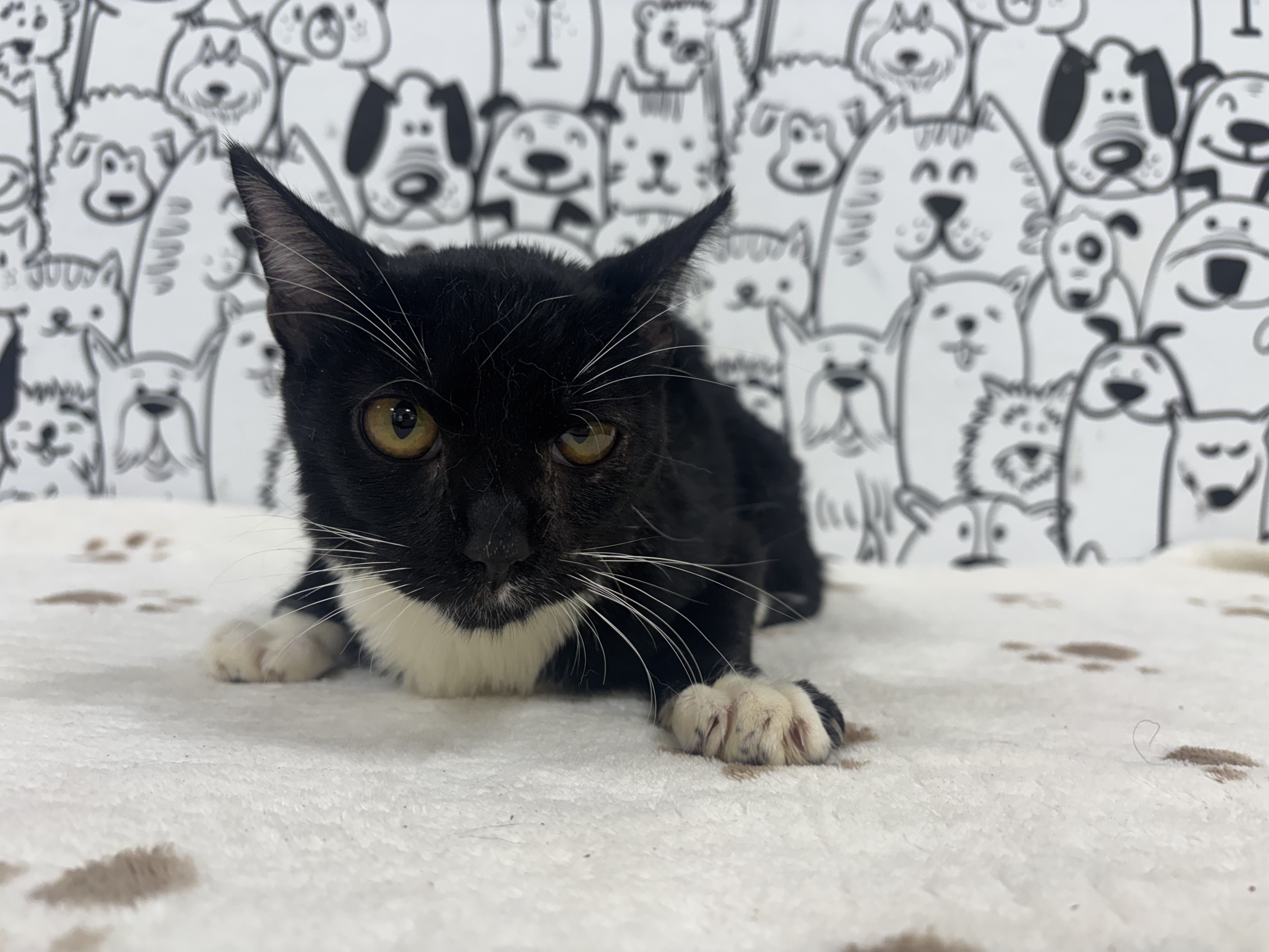 Shelter Stray Male Cat last seen , 957 N Gaffey St, San Pedro, CA 90731, USA