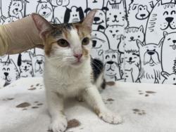 Shelter Stray Female Cat last seen , 957 N Gaffey St, San Pedro, CA 90731, USA