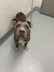 Shelter Stray Male Dog last seen Near, 2600 S Harding St, Indianapolis, IN 46221, USA