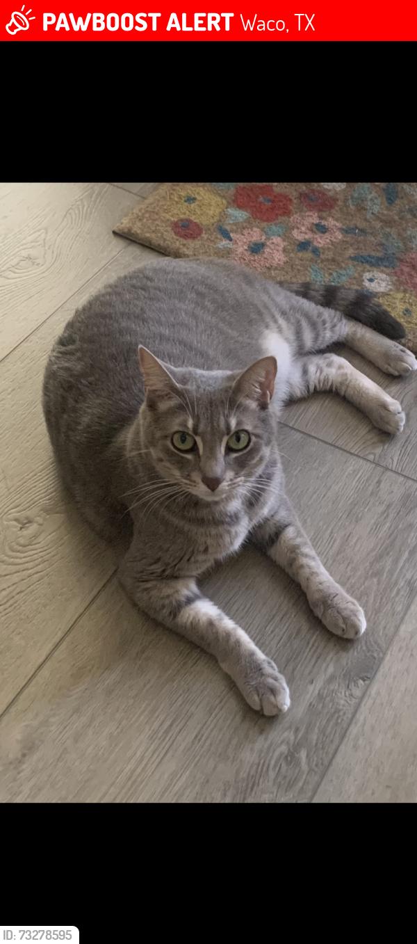 Lost Female Cat last seen Dottavio/Risinger - Park Meadows Lorena, Waco, TX 76655