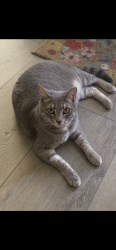Lost Female Cat last seen Dottavio/Risinger - Park Meadows Lorena, Waco, TX 76655