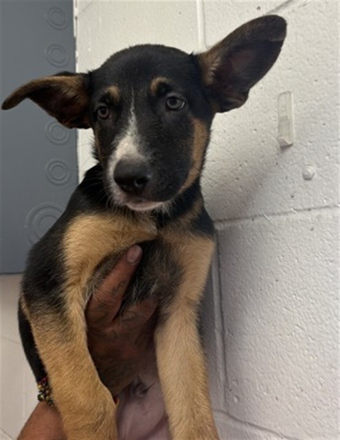 Shelter Stray Male Dog last seen Near BLOCK N MNT VERNON, 333 Chandler Pl, San Bernardino, CA 92408, USA