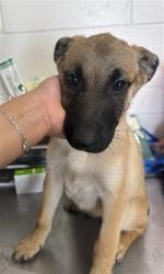 Shelter Stray Male Dog last seen Near BLOCK N MNT VERNON, 333 Chandler Pl, San Bernardino, CA 92408, USA