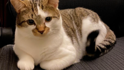 Reunited Male Cat last seen N Maryland Ave, Milwaukee, WI 53211, Milwaukee, WI 53211
