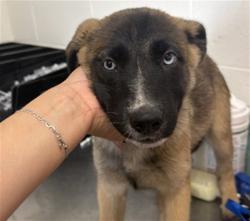 Shelter Stray Female Dog last seen Near BLOCK N MNT VERNON, 333 Chandler Pl, San Bernardino, CA 92408, USA