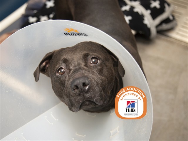 Shelter Stray Female Dog last seen 18TH DR & 19TH AVE, 5501 E Van Buren St, Phoenix, AZ 85008, USA
