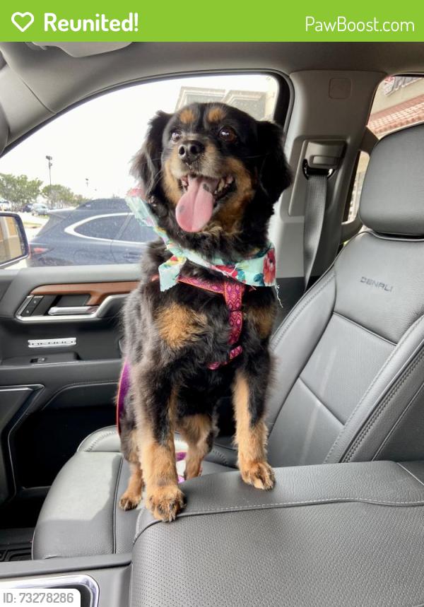 Reunited Female Dog last seen Welch and Heatherbrook, Dallas, TX 75244