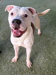 Shelter Stray Male Dog last seen Near BLOCK NW 8TH AVE, 3599 NW 79th Ave, Doral, FL 33122, USA