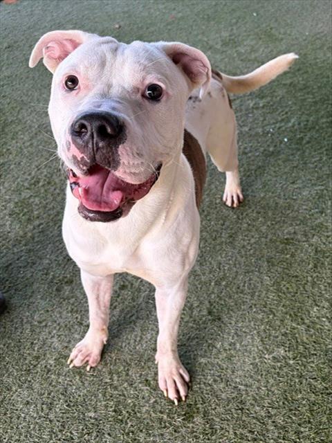 Shelter Stray Male Dog last seen Near BLOCK NW 8TH AVE, 3599 NW 79th Ave, Doral, FL 33122, USA