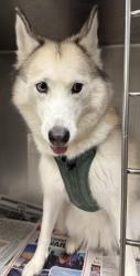 Shelter Stray Female Dog last seen , 14409 Vanowen St, Van Nuys, CA 91405, USA