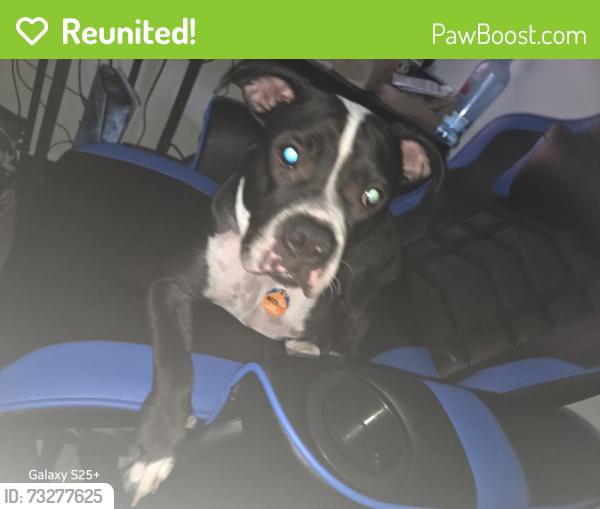 Reunited Male Dog last seen E Kentucky ave, Tampa, FL 33603