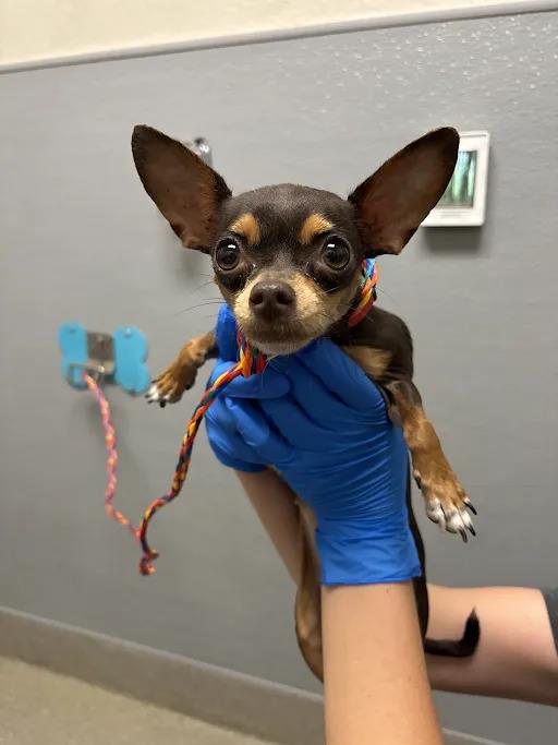 Shelter Stray Female Dog last seen Near BLOCK SACKS DR, LAS VEGAS NV 89122, 655 N Mojave Rd, Las Vegas, NV 89101, USA