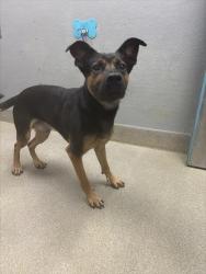 Shelter Stray Male Dog last seen W ANN RD | N SHAUMBER RD, 655 N Mojave Rd, Las Vegas, NV 89101, USA