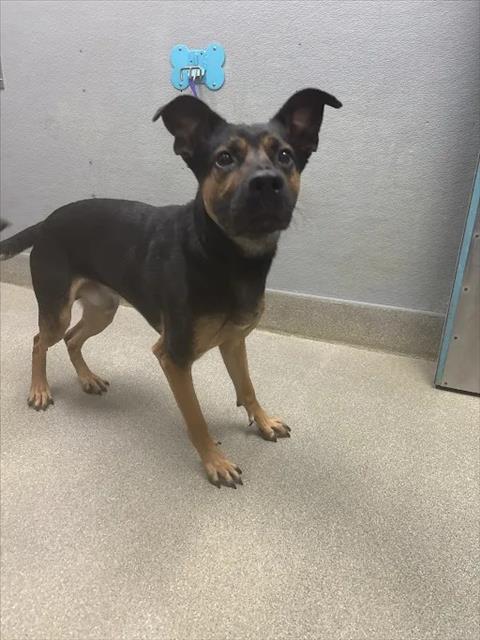 Shelter Stray Male Dog last seen W ANN RD | N SHAUMBER RD, 655 N Mojave Rd, Las Vegas, NV 89101, USA