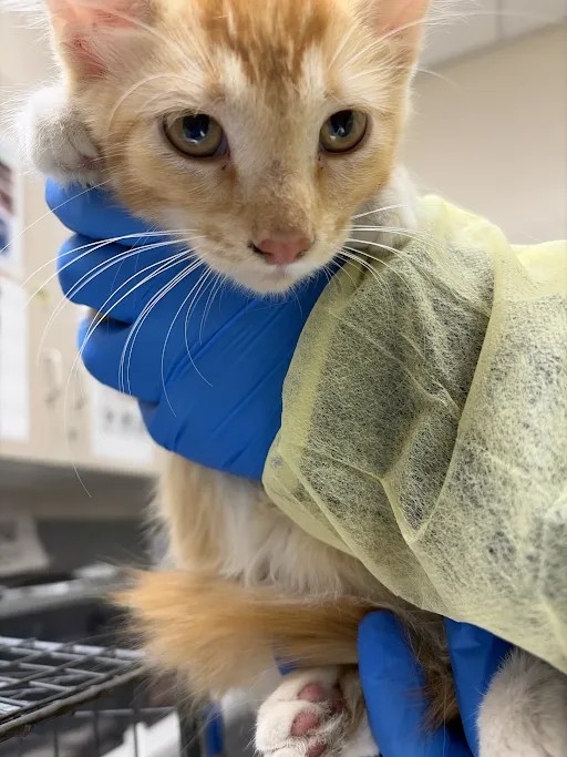 Shelter Stray Female Cat last seen HARRIS AVE & N PECOS RD, 655 N Mojave Rd, Las Vegas, NV 89101, USA