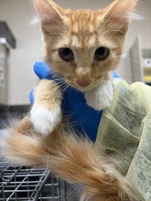Shelter Stray Female Cat last seen HARRIS AVE & N PECOS RD, 655 N Mojave Rd, Las Vegas, NV 89101, USA
