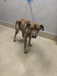 Shelter Stray Female Dog last seen Near BLOCK S LAS VEGAS BLVD, LAS VEGAS NV 89119, 655 N Mojave Rd, Las Vegas, NV 89101, USA