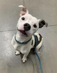 Shelter Stray Male Dog last seen Near BLOCK N FRIANT RD, FRESNO CA 93720, 5277 E Airways Blvd, Fresno, CA 93727, USA