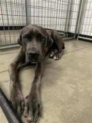 Shelter Stray Female Dog last seen Near BLOCK N FRIANT RD, FRESNO CA 93720, 5277 E Airways Blvd, Fresno, CA 93727, USA