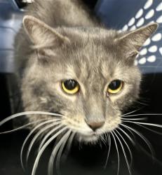 Shelter Stray Male Cat last seen Near BLOCK S FEDERAL BLVD, DENVER CO 80236, 2080 S Quebec St, Denver, CO 80231, USA