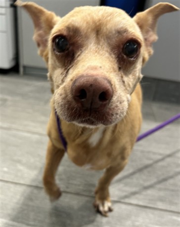 Shelter Stray Female Dog last seen PARK IN AURORA -DOESNT KNOW WHICH, 2080 S Quebec St, Denver, CO 80231, USA