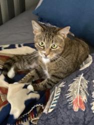 Lost Female Cat last seen Warner and Edwards, Huntington Beach, CA 92647