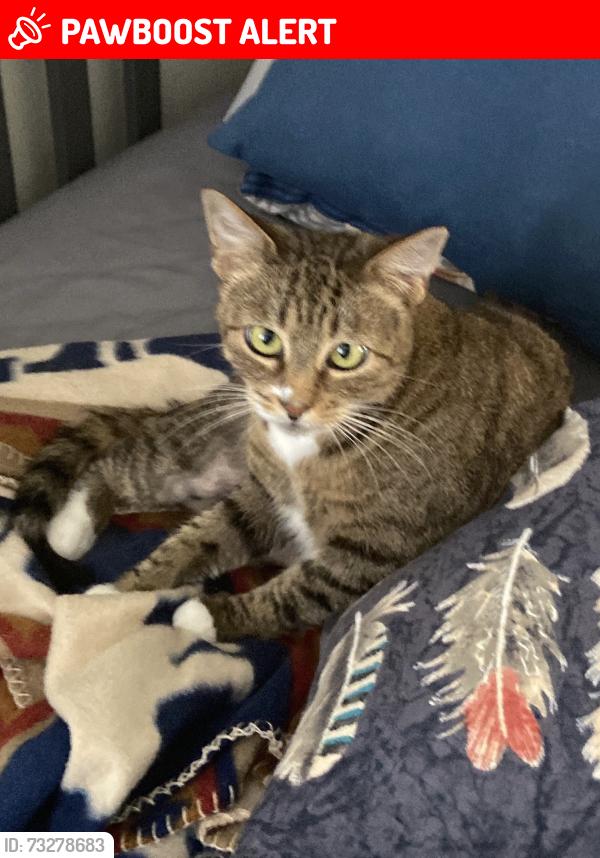Lost Female Cat last seen Warner and Edwards, Huntington Beach, CA 92647