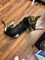 Reunited Male Dog last seen Hedgecock Cir, High Point, NC 27265, USA, High Point, NC 27265